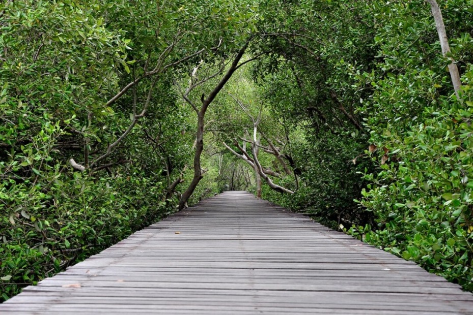 แหลมผักเบี้ย